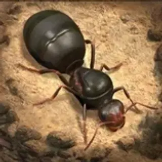 Cover game The Ants